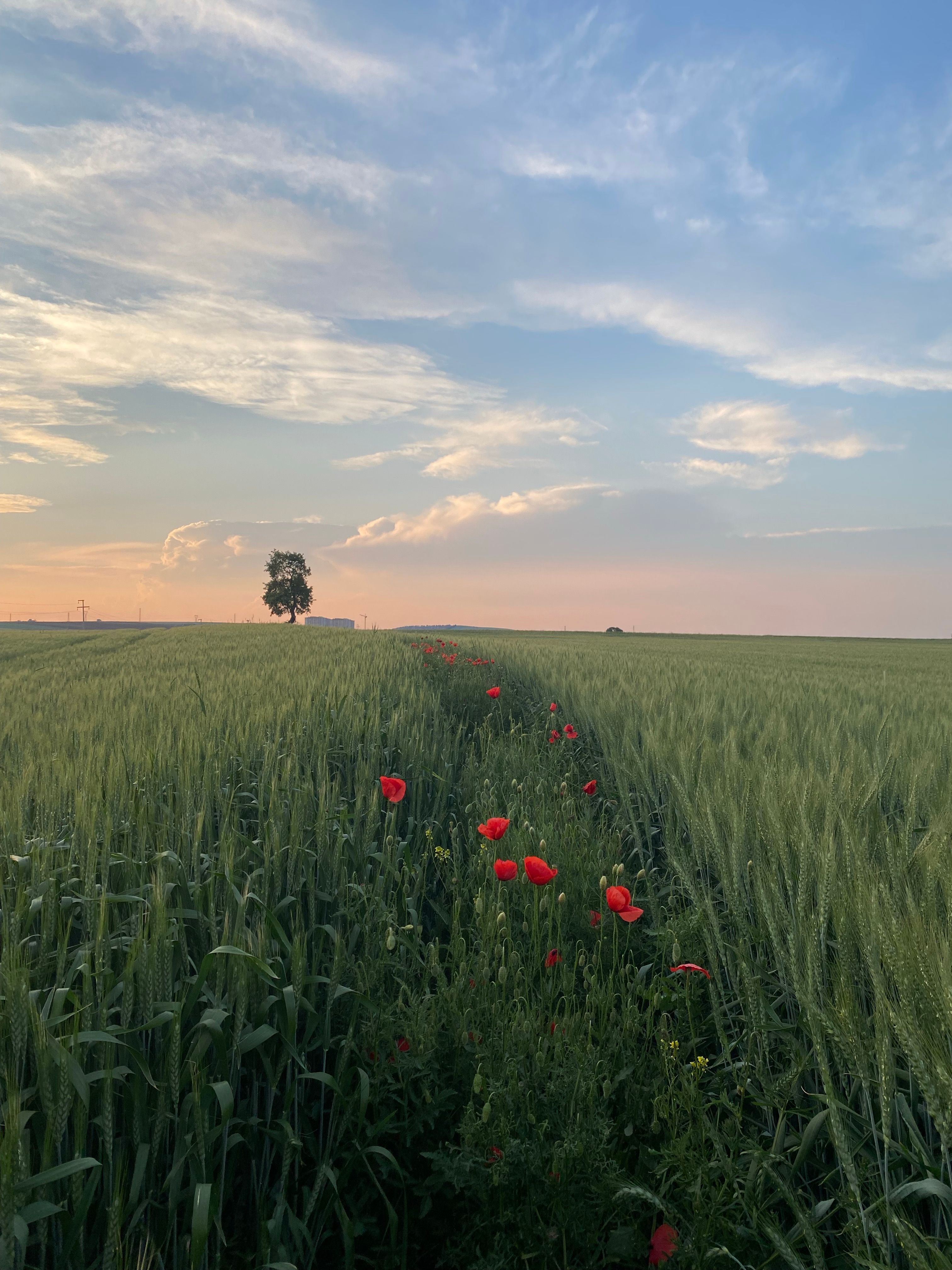 Blooming Red Flowers on Grass Field under the Cloudy Sky · Free Stock Photo