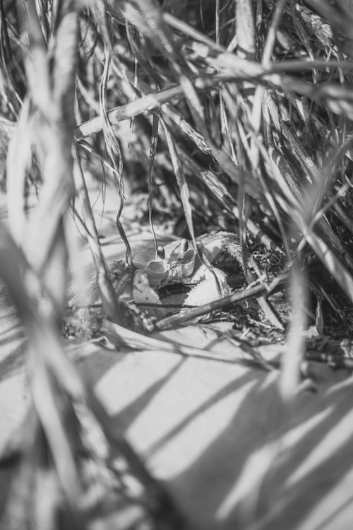 Free Black and white image of shore plants casting shadows in summer. Stock Photo