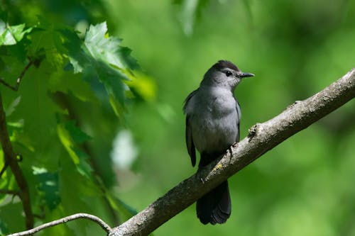Grey Catbird Perched on a Branch