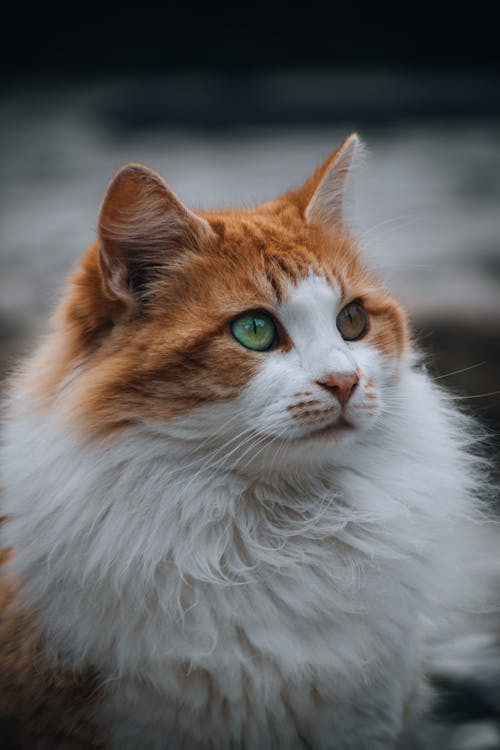 Fotobanka s bezplatnými fotkami na tému cicavec, domáce zviera, mačací