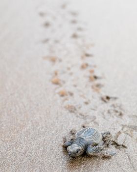 A baby sea turtle makes its way across a sandy beach in El Valle, Chocó, Colombia. Perfect for nature and wildlife enthusiasts.