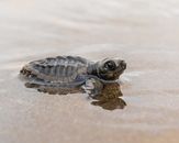 First swim - A story about the recovery of the olive ridley sea turtle population