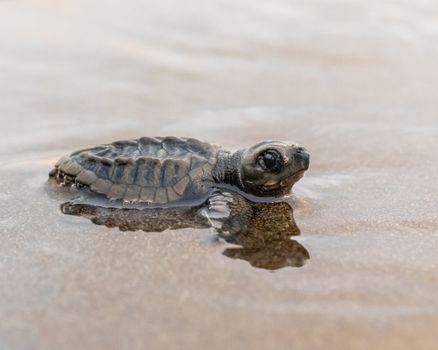 A baby olive ridley turtle makes its way across a sandy beach in El Valle, Chocó, Colombia.