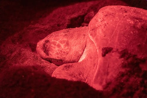 Close Up of Sleeping Turtle in Red Light