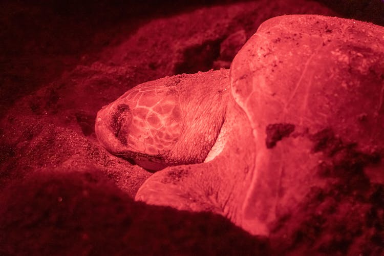 Close Up Of Sleeping Turtle In Red Light