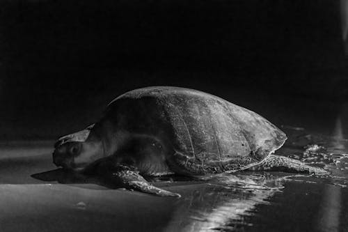 Emerging - A story about the recovery of the olive ridley sea turtle population