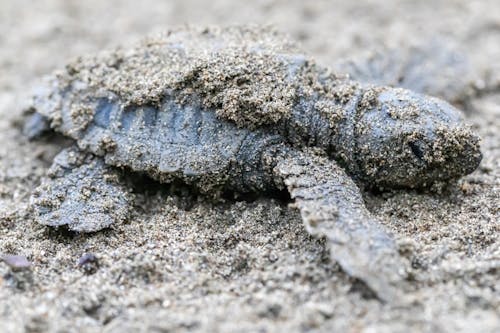 A Hatchling Covered in Sand 