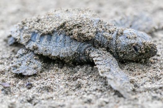A detailed image of a sand-covered turtle hatchling on the beach in El Valle, Colombia.