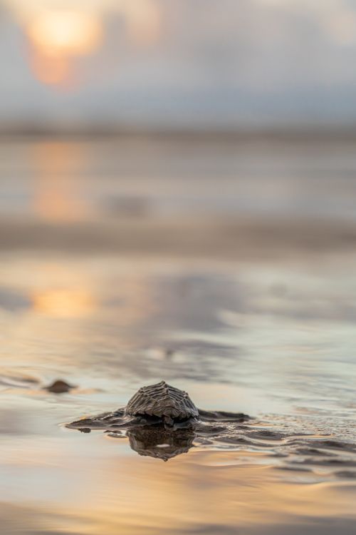 Free A baby turtle makes its way to the ocean during sunset in El Valle, Chocó, Colombia. Stock Photo