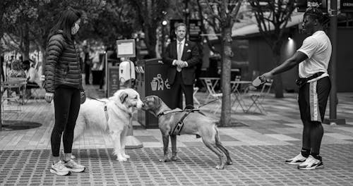 People Walking on the Street with their Dogs