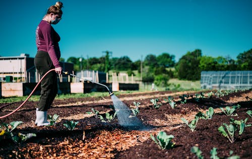 Foto d'estoc gratuïta de agricultor, agricultura, aigua