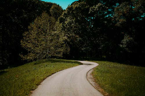 Foto d'estoc gratuïta de arbres verds, camí, camp d'herba