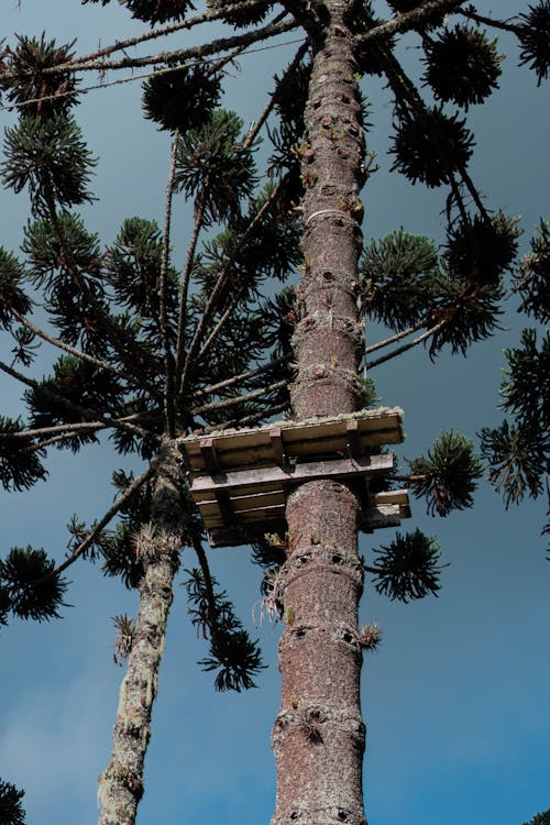 Gratis stockfoto met blaffen, blauwe lucht, braziliaanse dennen