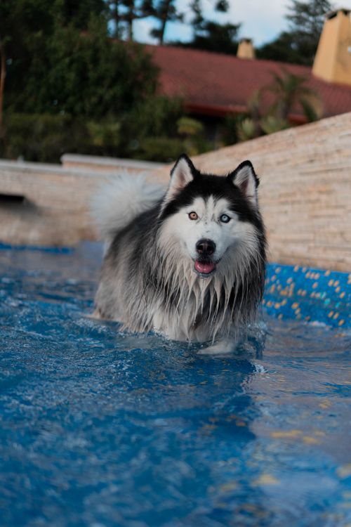 Free A wet Siberian Husky dog playing in a pool, capturing a fun moment outdoors. Stock Photo