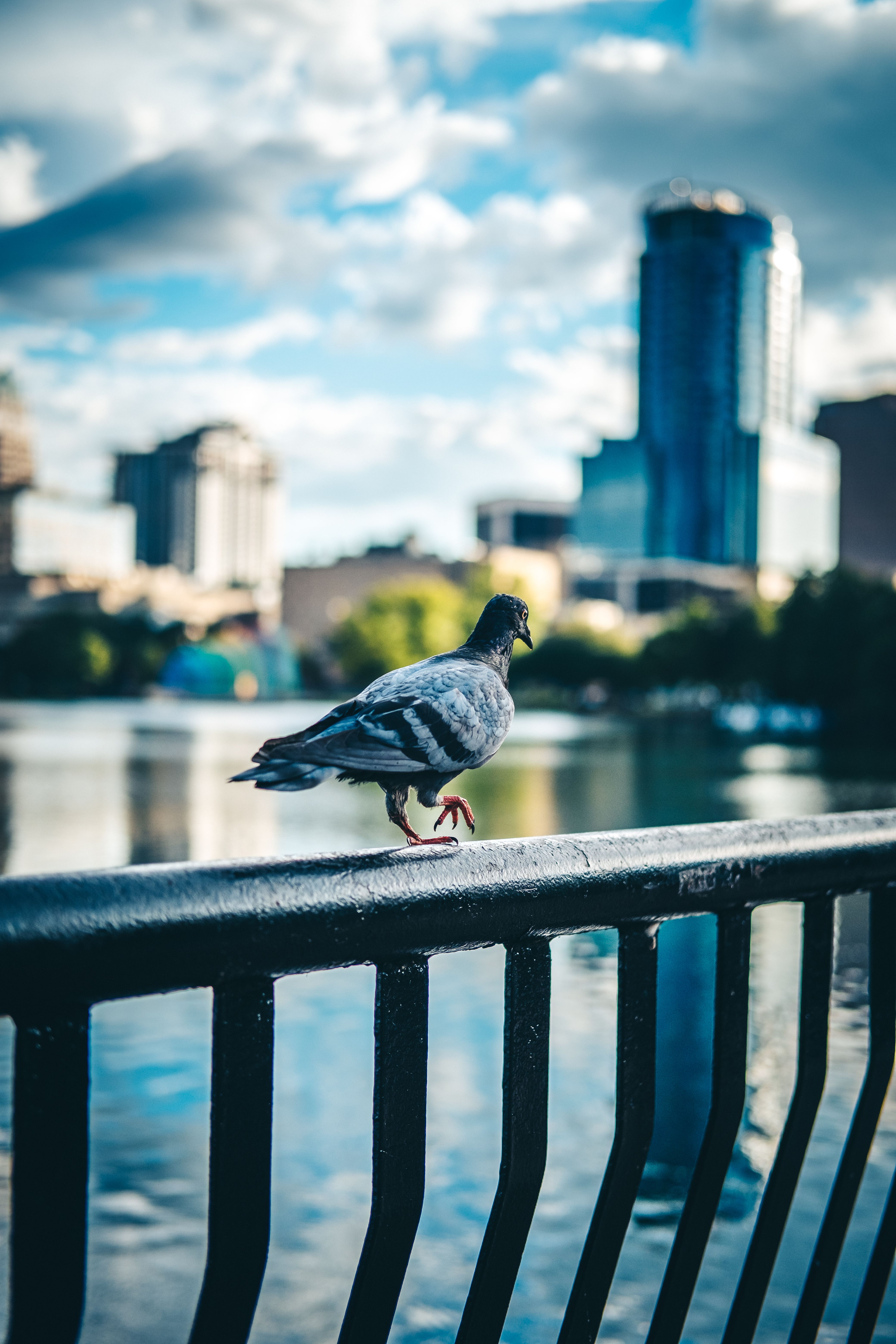 Pigeons Overlooking New York City Skyline · Free Stock Photo