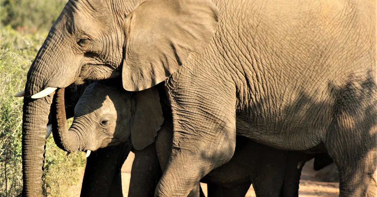 How long do elephants live in the wild vs captivity
