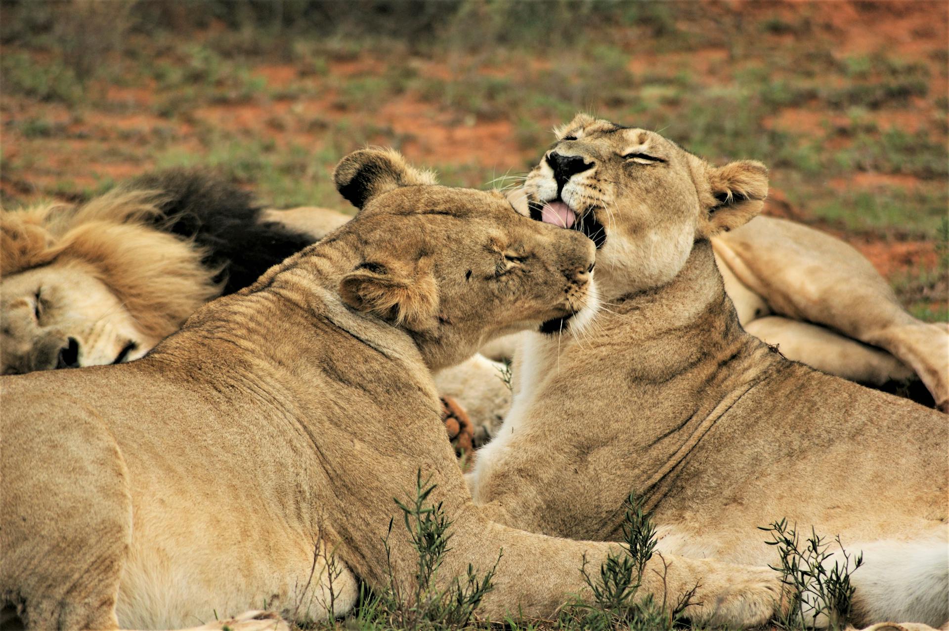 Deux lionnes se soignent l'une l'autre