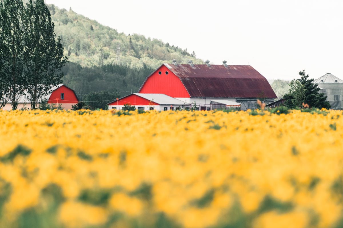 Barn Festival Geliştirme Süreci temasını yansıtan renkli bir çiftlik sahnesi