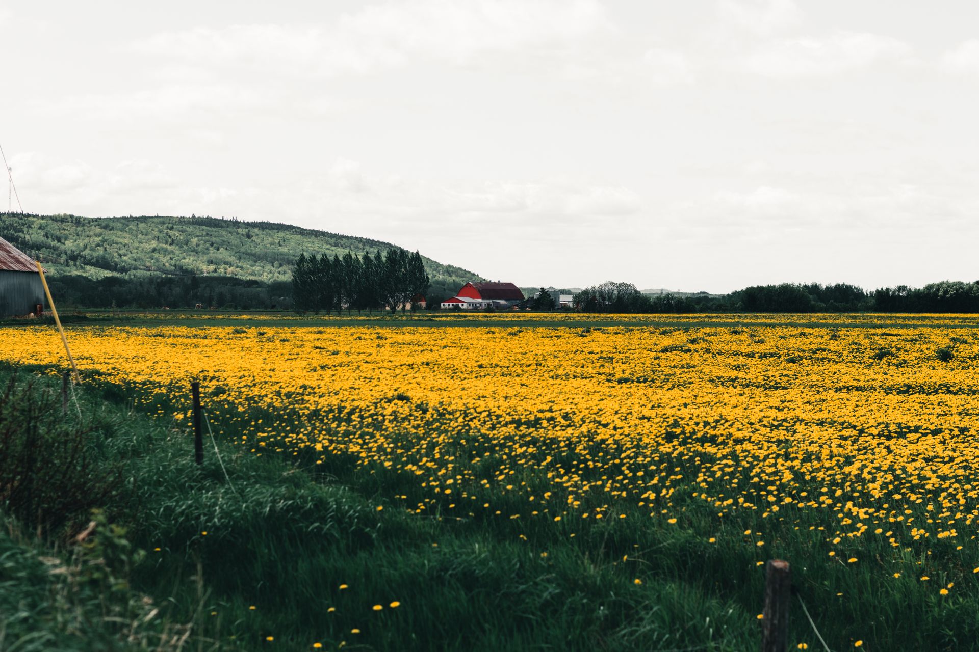 A scenic view of yellow daffodil fields with barns and mountains in Shawinigan, Quebec, during spring.