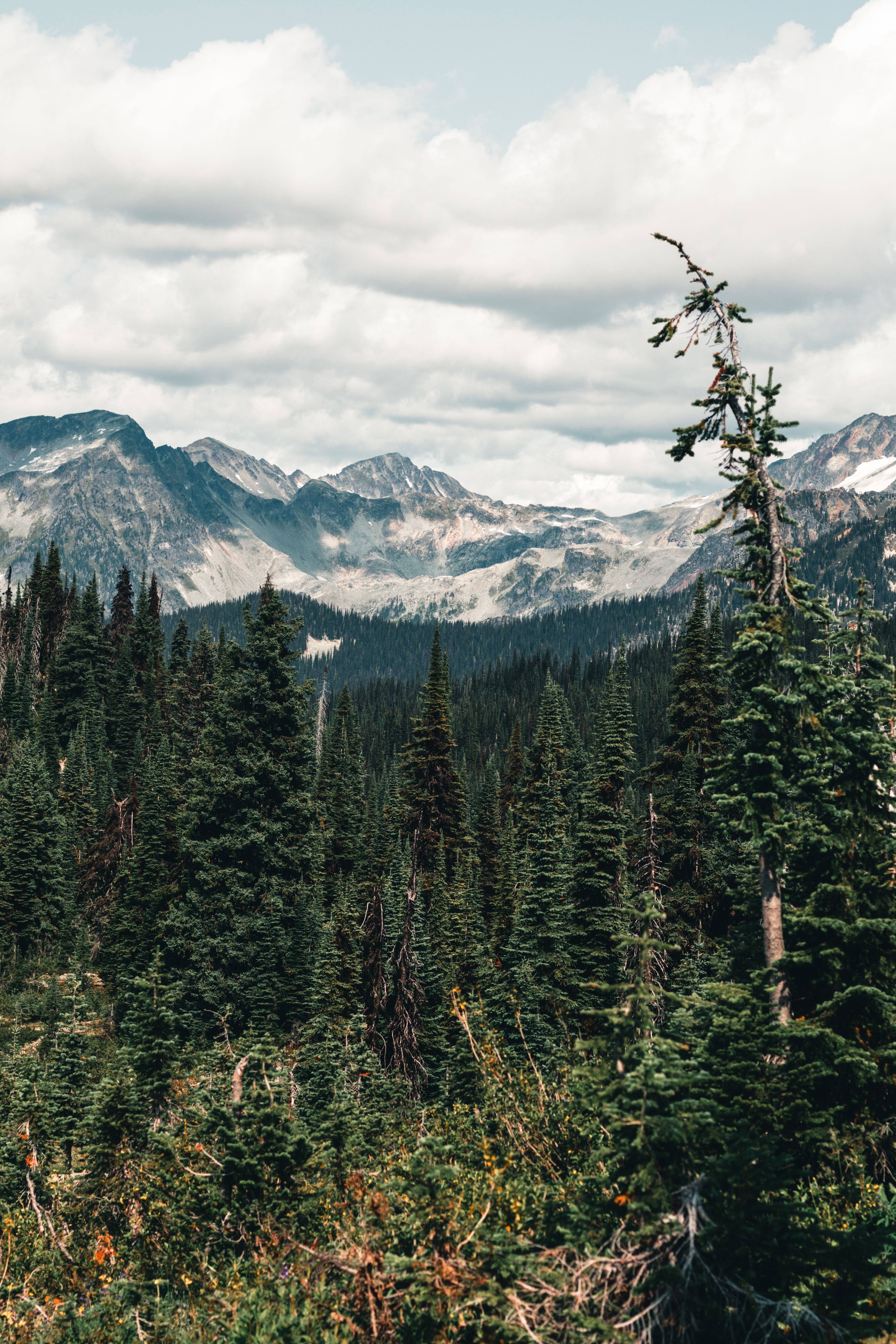 Green Pine Trees Near Snow Covered Mountain Under White Cloudy Sky ...