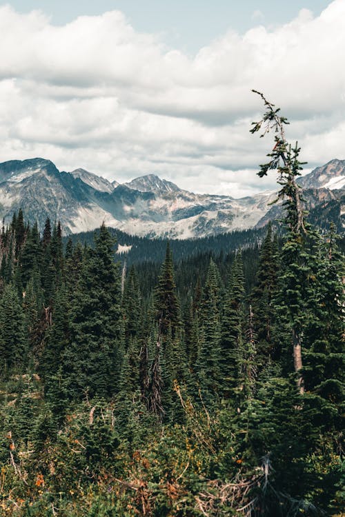 Ingyenes stockfotó erdő, fák, fehér felhők témában Stockfotó