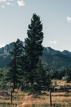 Idyllic view of pine trees against a mountain backdrop under a clear sky in Alberta, Canada.