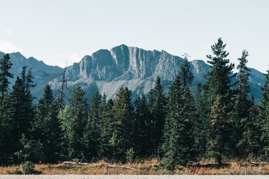 Scenic view of the Canadian Rockies amidst a dense forest of conifers, Alberta, Canada.