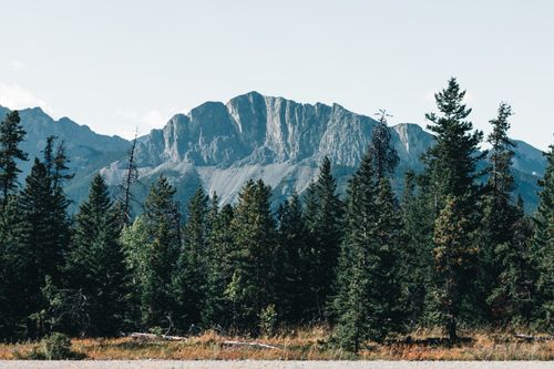 Free Scenic view of the Canadian Rockies amidst a dense forest of conifers, Alberta, Canada. Stock Photo