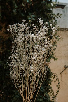 Aesthetic close-up of dried baby's breath flowers with a rustic background, perfect for decor.