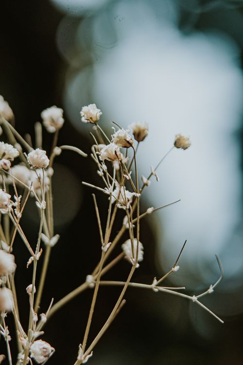 Free Elegant close-up of dried flowers with soft bokeh background, perfect for nature themes. Stock Photo