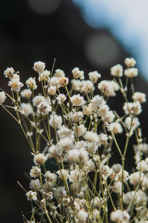 Foto d'estoc gratuïta de flora, flors seques, la respiració de les criatures