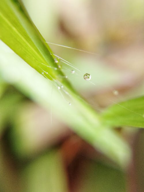 Free Water Dew on Green Leaf Stock Photo