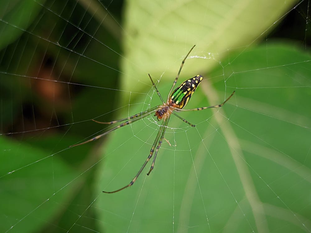 거미, 거미줄, 매크로 촬영의 무료 스톡 사진