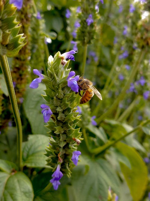 Fotos de stock gratuitas de abeja, chía, flor