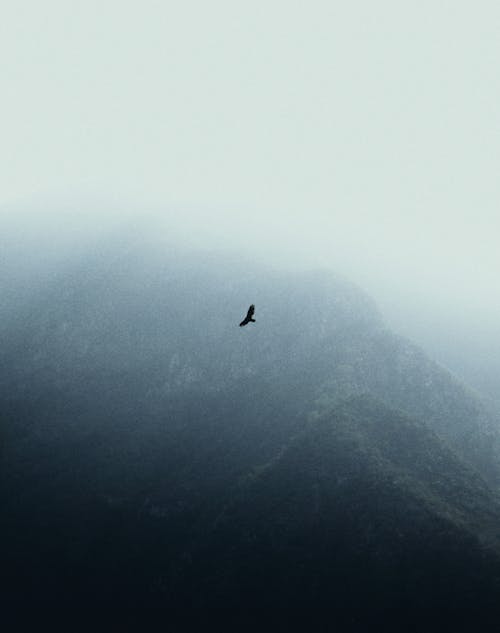 Free Bird Flying over a Foggy Mountain Stock Photo