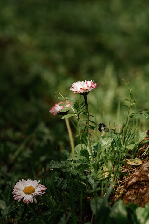 Pink and White Flower in Cloe-Up Photography