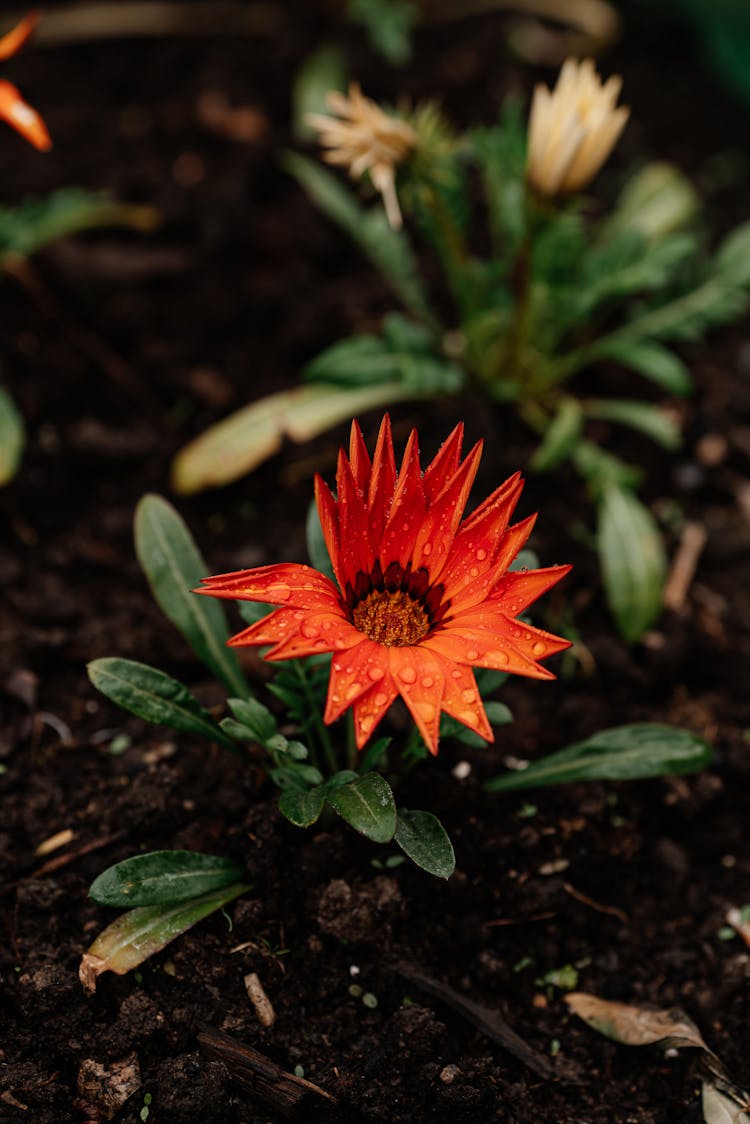 Exotic Flower In Rain Droplets