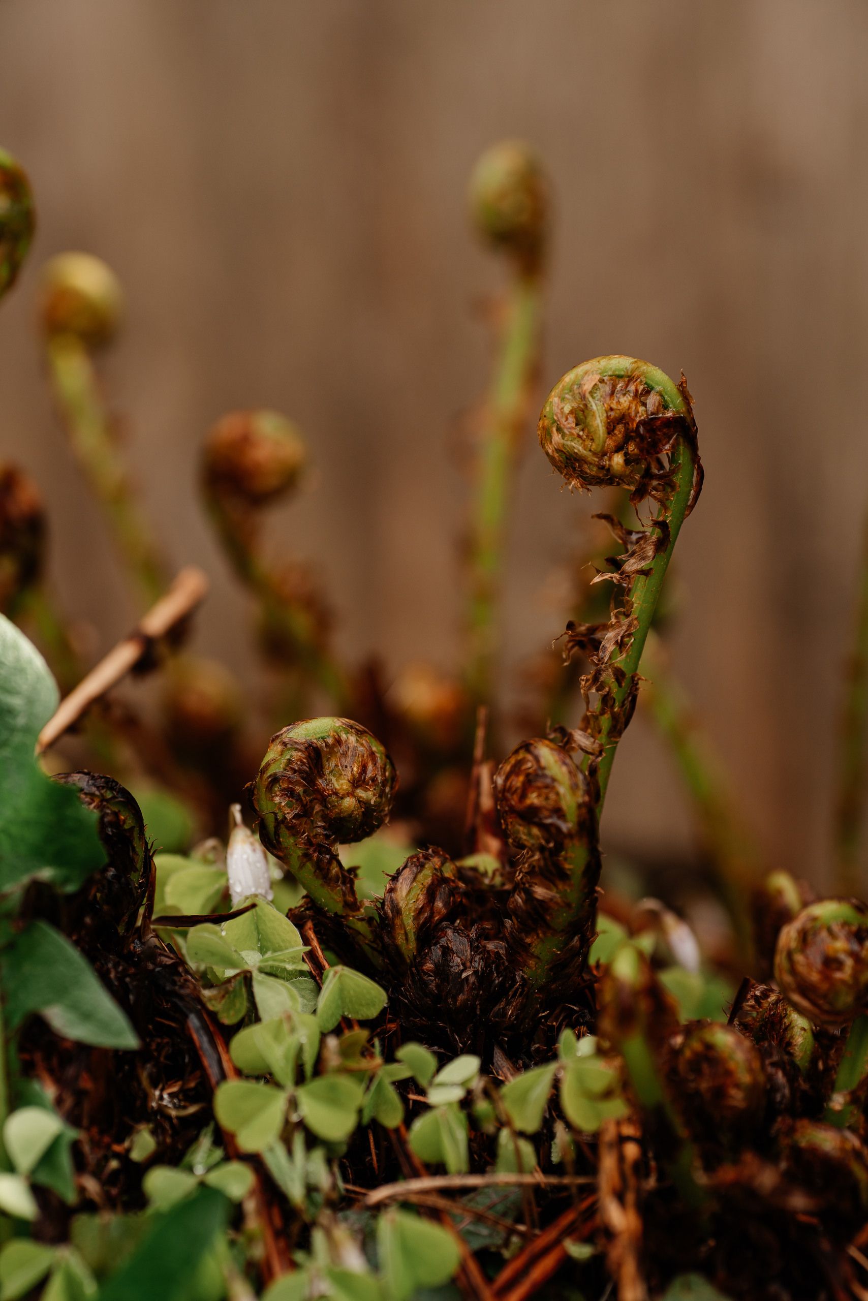 A pile of tightly coiled green fiddlehead ferns with brown papery husks still clinging to some of them, resting on a wooden cutting board next to a paring knife.