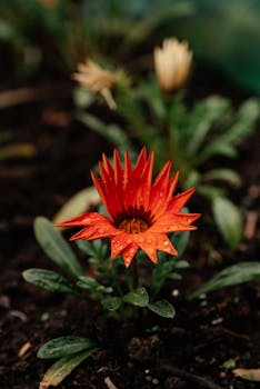 Close-up of a vibrant orange Gazania flower adorned with dewdrops, highlighting its delicate petals and natural beauty.