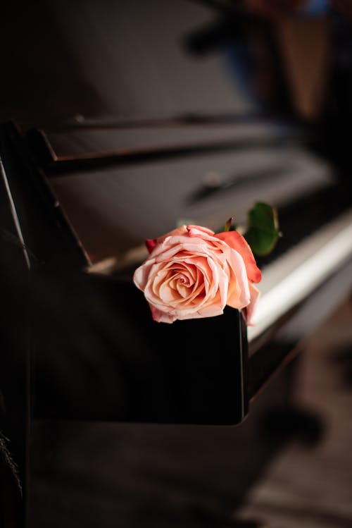 Close-up of Pink Rose on Piano