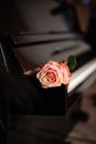 Close-up of Pink Rose on Piano