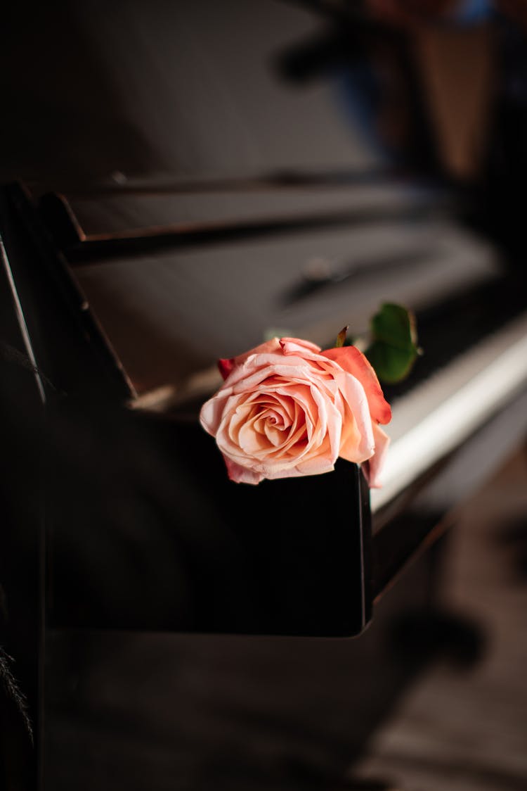 Close-up Of Pink Rose On Piano