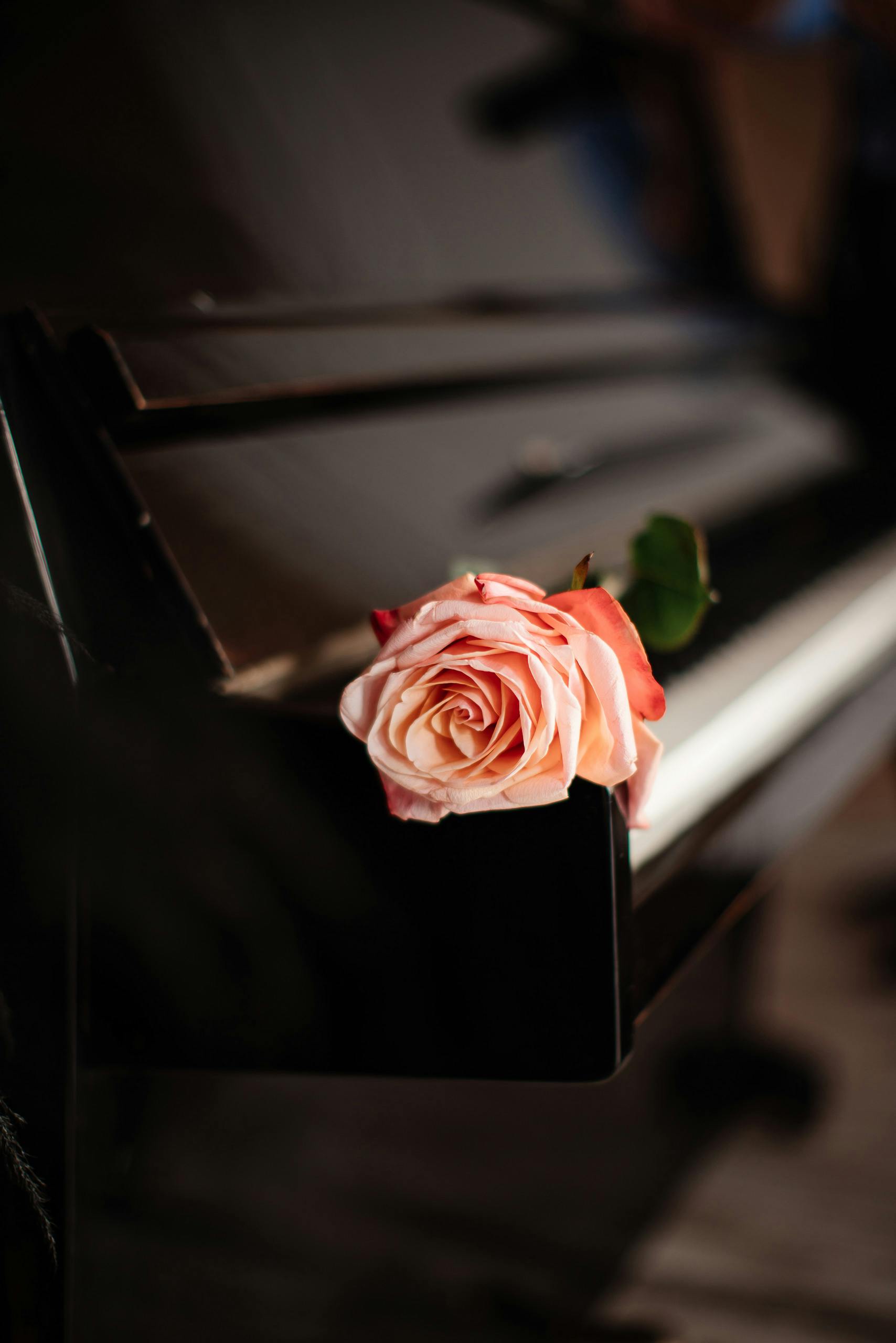rose piano wallpaper
