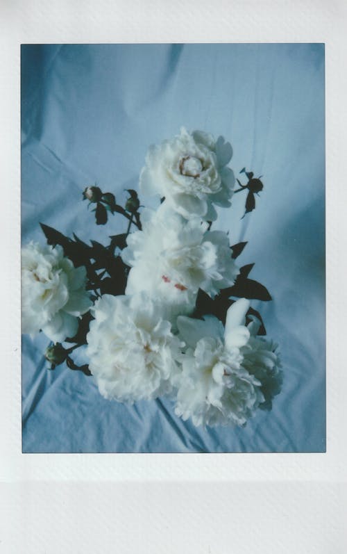 Free Polaroid Photo of White Flowers Stock Photo