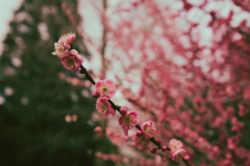 微妙, 梅花, 植物群 的 免費圖庫相片