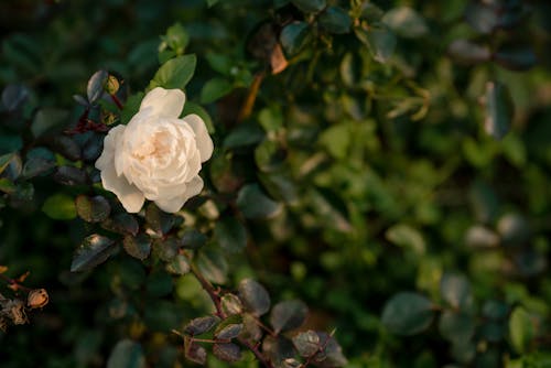 Ingyenes stockfotó fehér virág, gyönyörű virág, virágzás témában Stockfotó