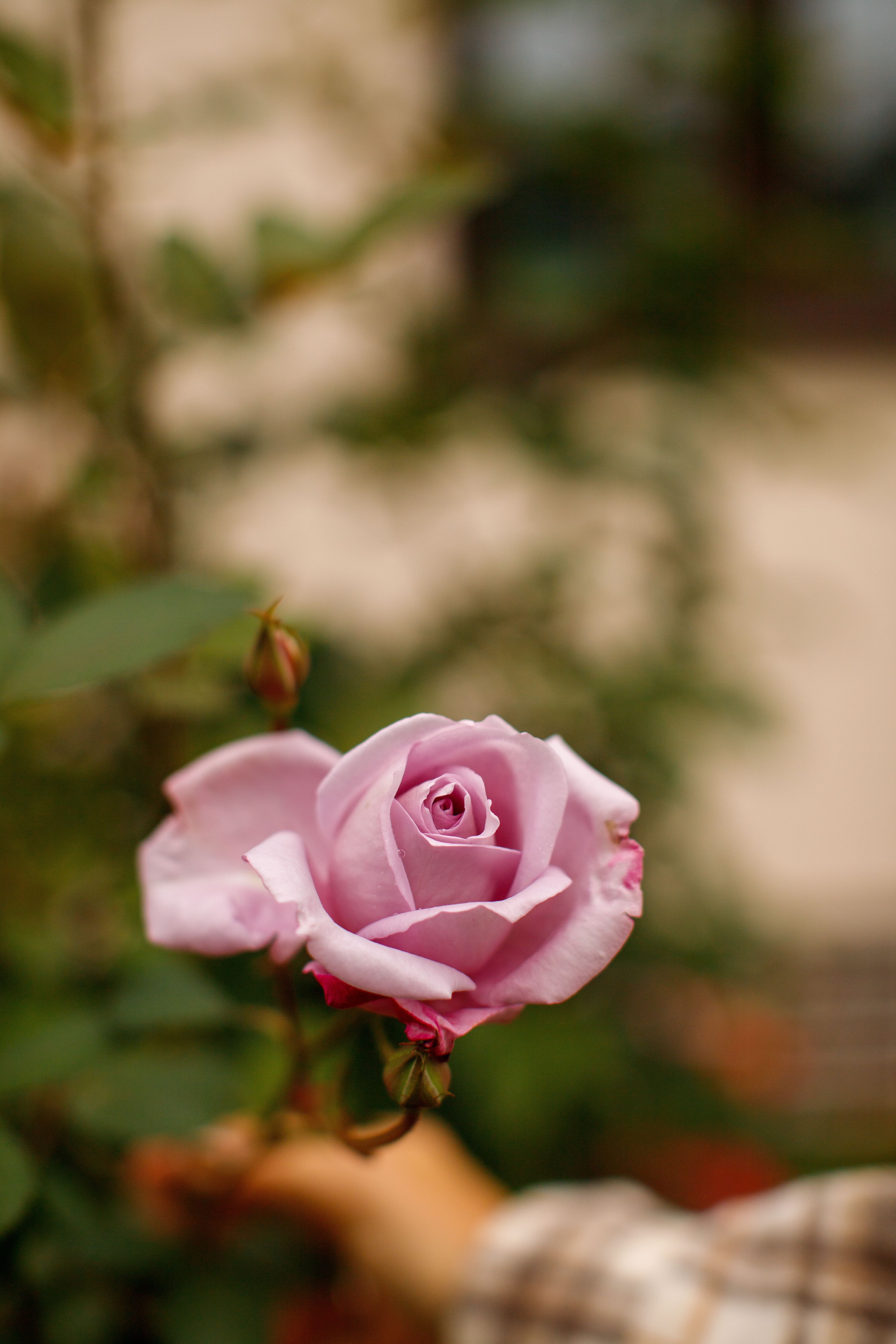 Pink Rose in Bloom · Free Stock Photo