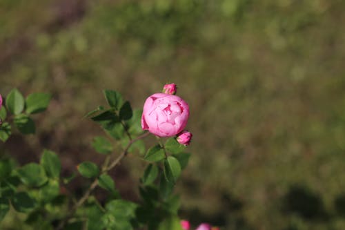 Pink Rose in the Process of Blooming