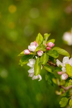 Close-up of delicate apple blossoms with pink and white petals against a blurred green background.