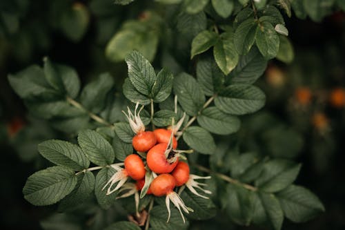 Rosehips on Green Plants